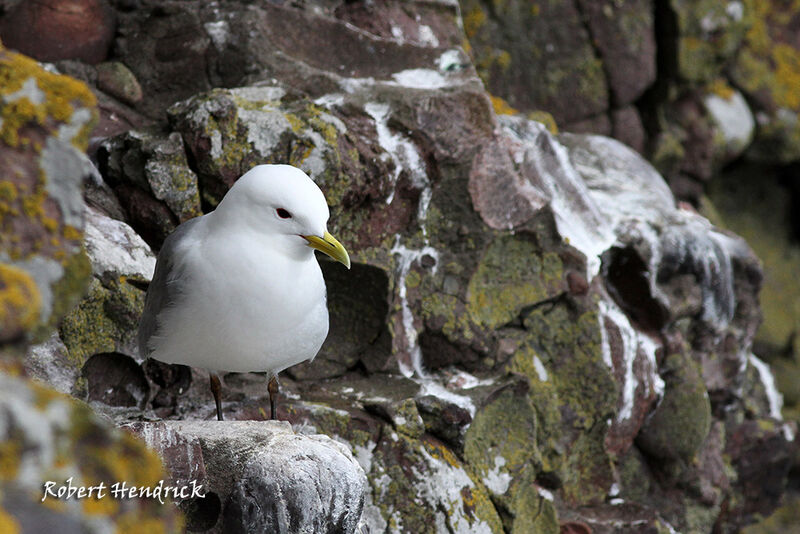 Mouette tridactyle