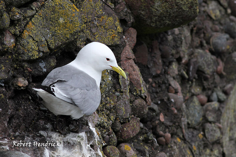 Mouette tridactyle