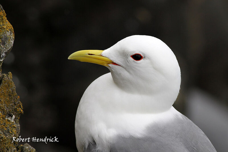 Mouette tridactyle