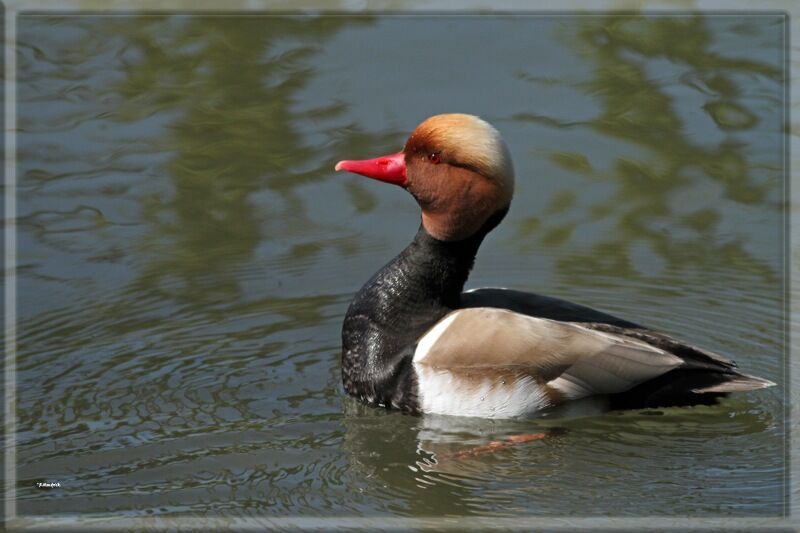 Nette rousse