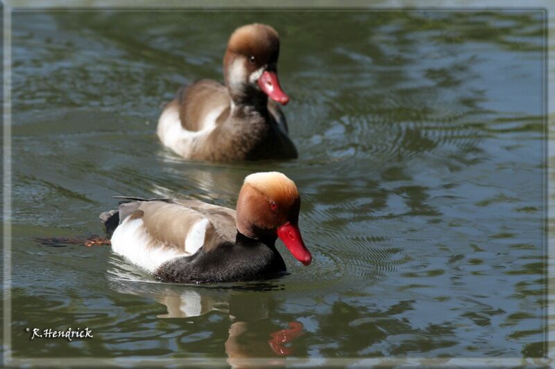 Red-crested Pochard