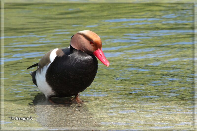 Nette rousse