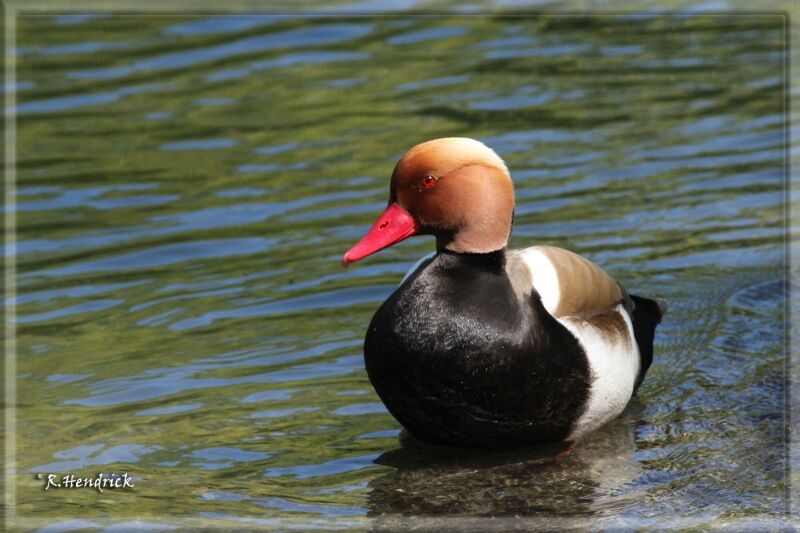 Nette rousse