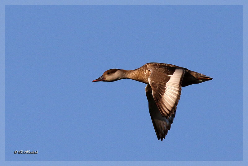 Red-crested Pochard