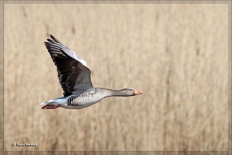 Greylag Goose