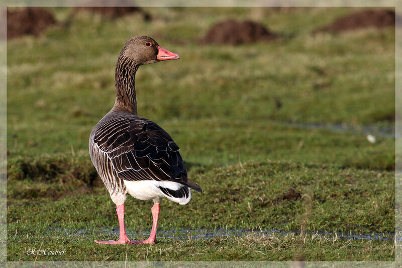 Greylag Goose