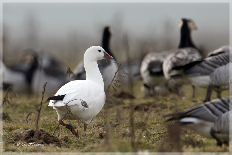 Ross's Goose