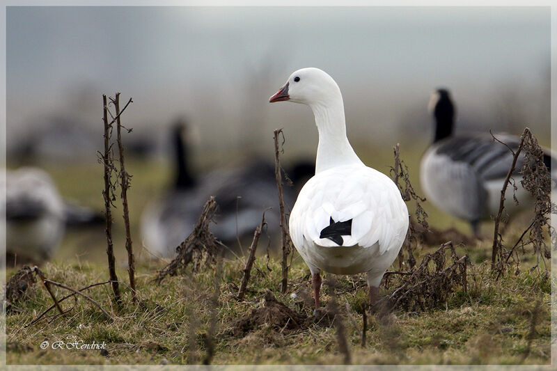 Ross's Goose