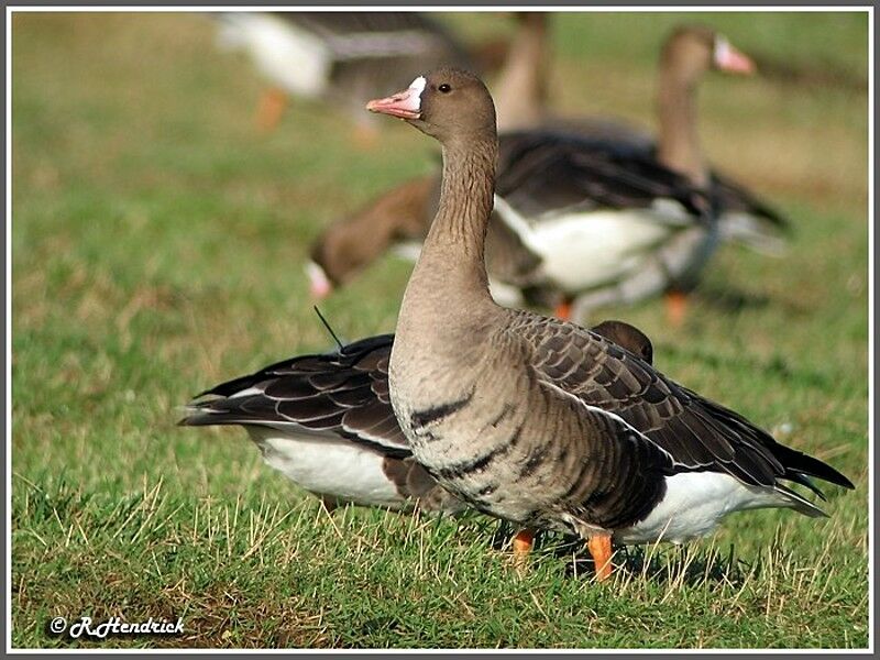 Greater White-fronted Goose