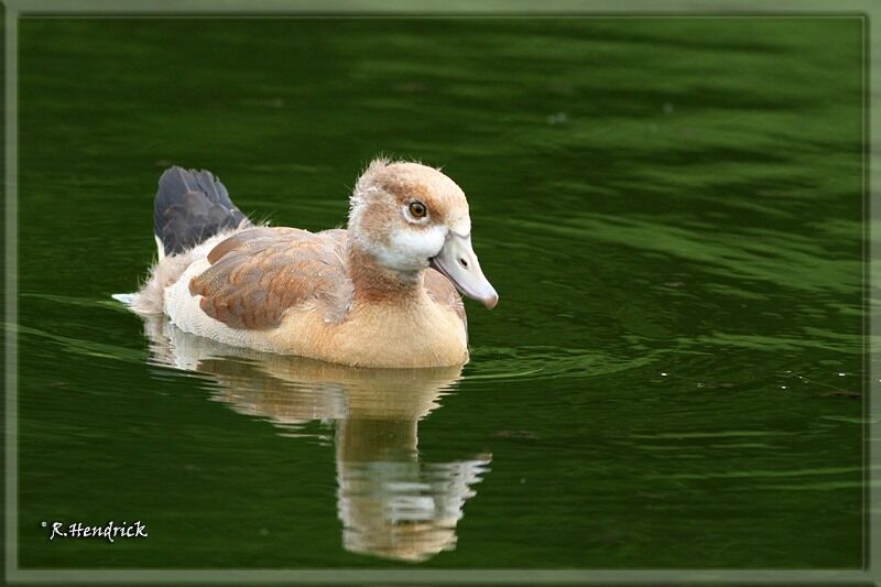 Egyptian Goose