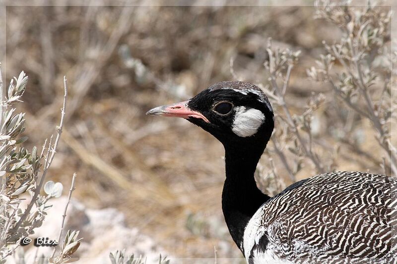 Northern Black Korhaan