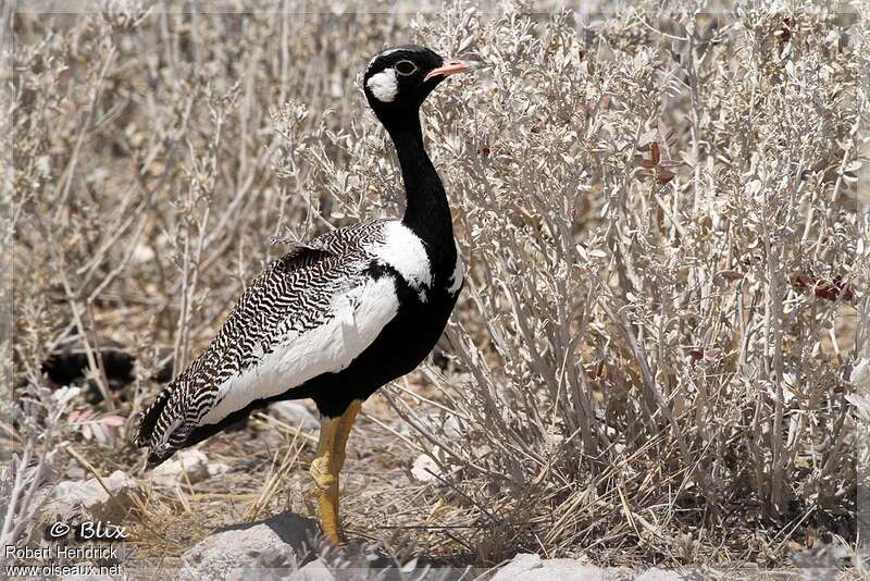 Northern Black Korhaan, identification