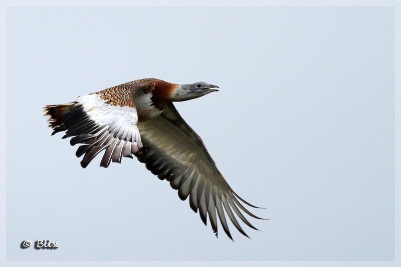 Great Bustard