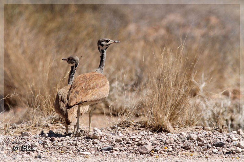 Rüppell's Korhaan