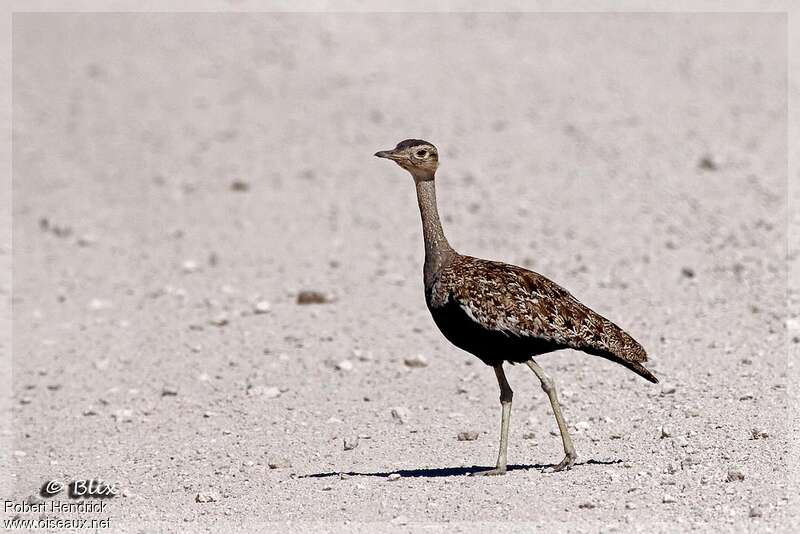 Red-crested Korhaan, identification