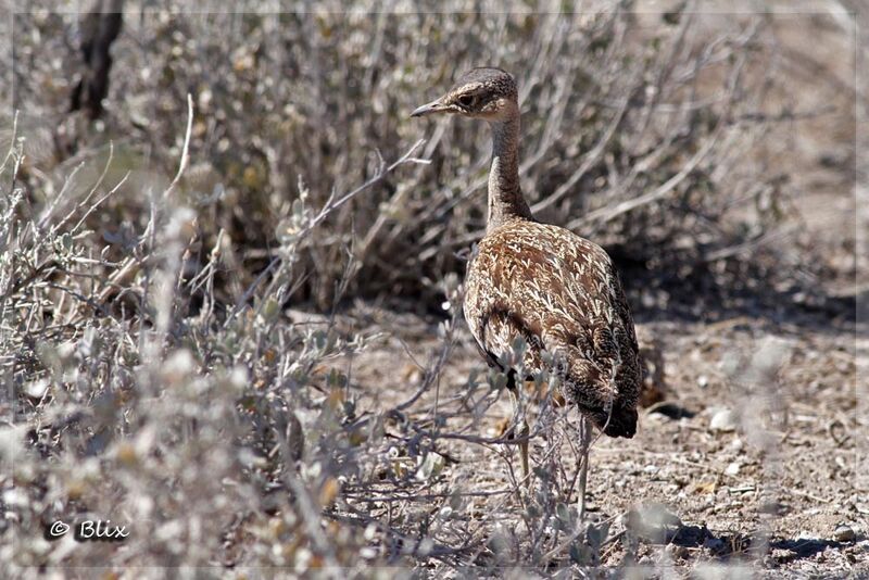 Red-crested Korhaan