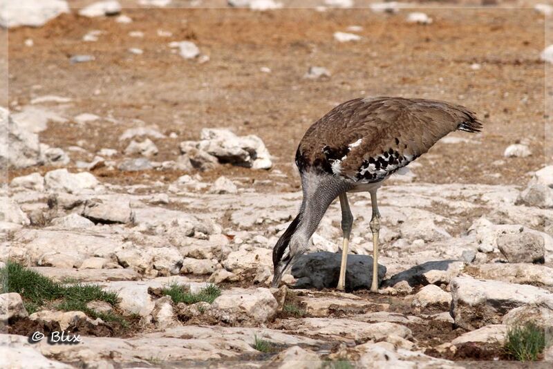 Kori Bustard