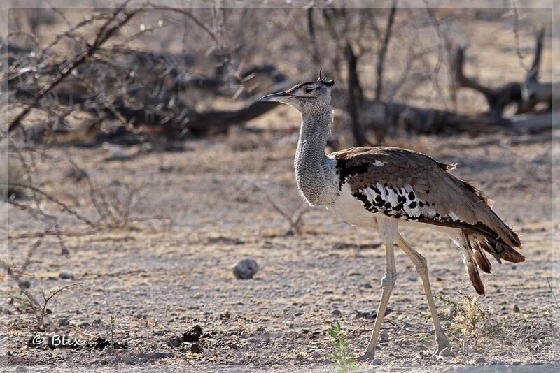 Kori Bustard