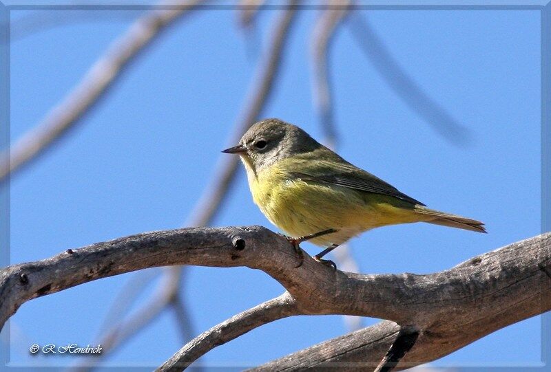 Nashville Warbler