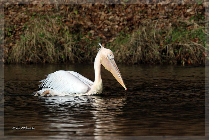 Great White Pelican