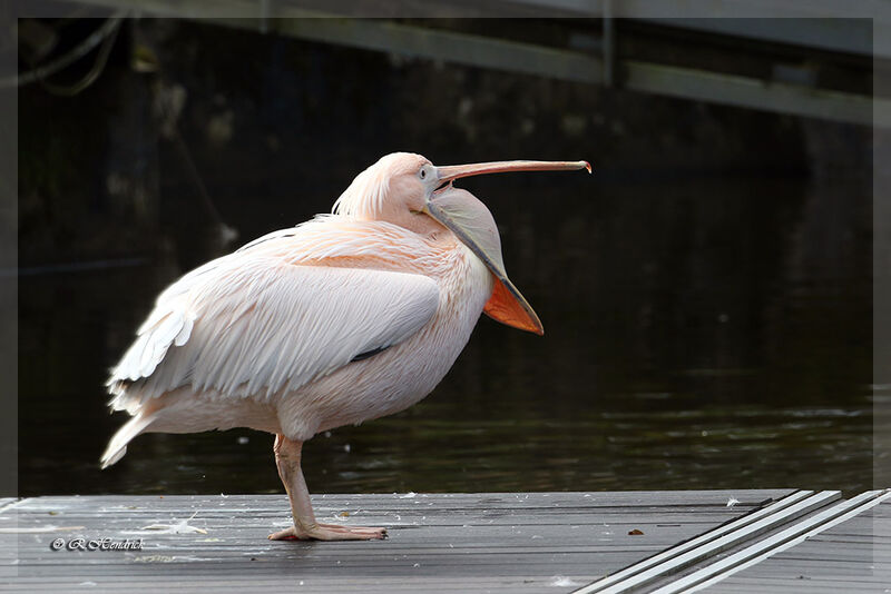 Great White Pelican