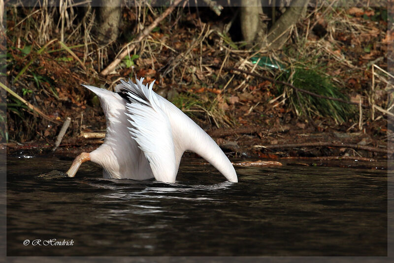 Great White Pelican