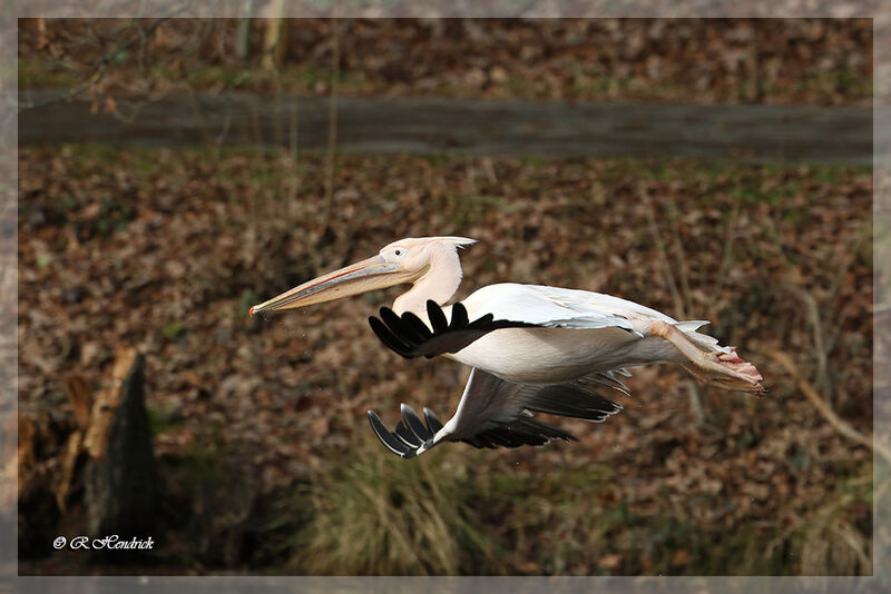 Great White Pelican