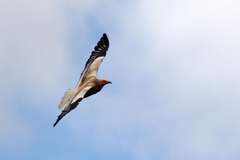 Egyptian Vulture