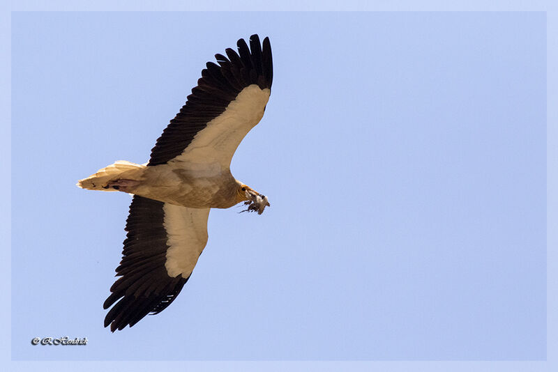 Egyptian Vulture