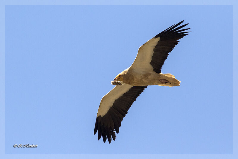 Egyptian Vulture