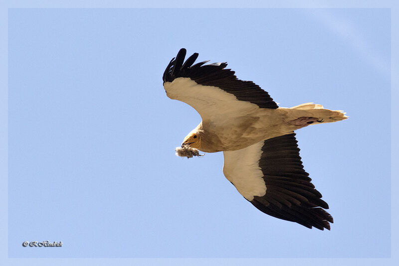 Egyptian Vulture