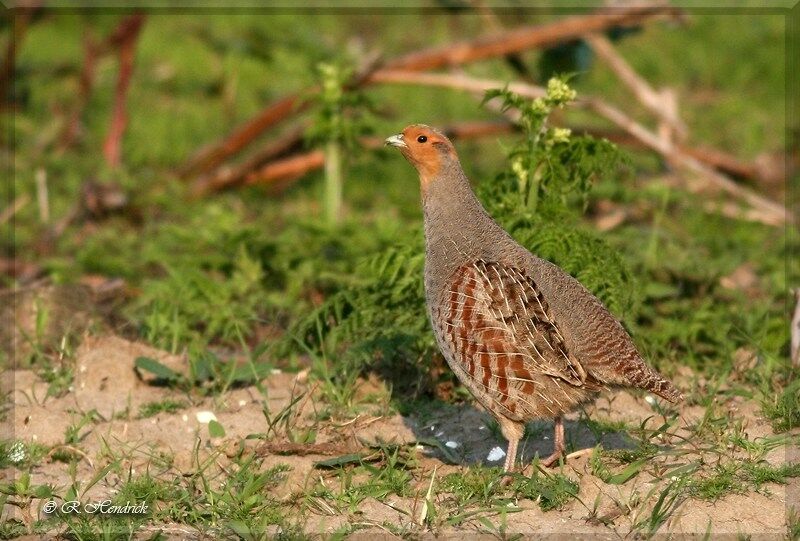 Grey Partridge