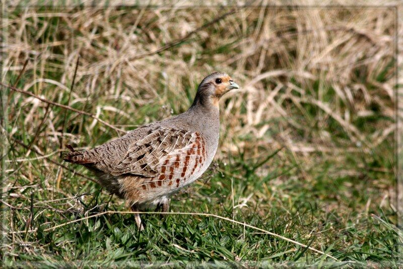 Grey Partridge