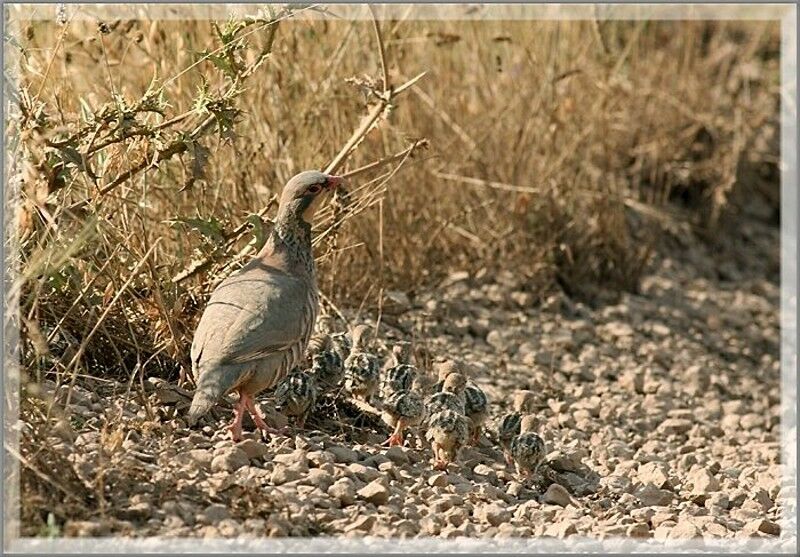 Red-legged Partridge