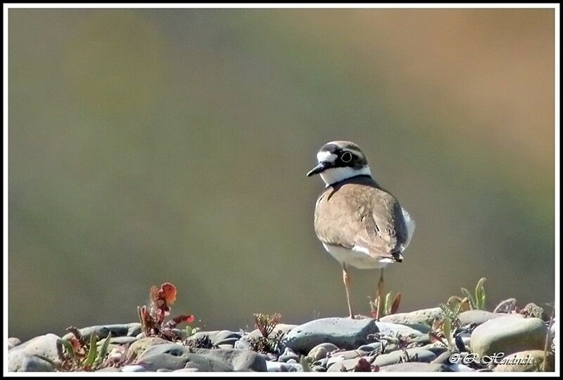 Little Ringed Plover