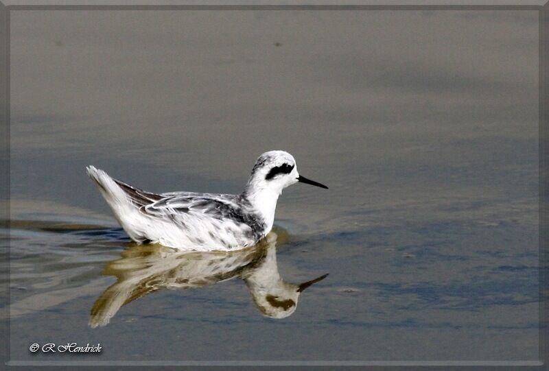 Red-necked Phalarope