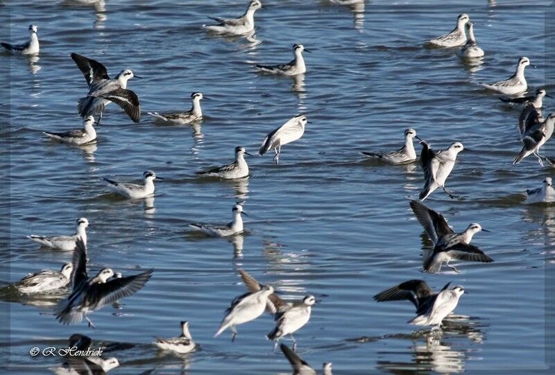 Red-necked Phalarope