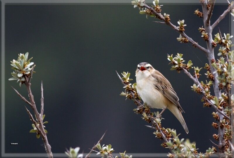 Sedge Warbler