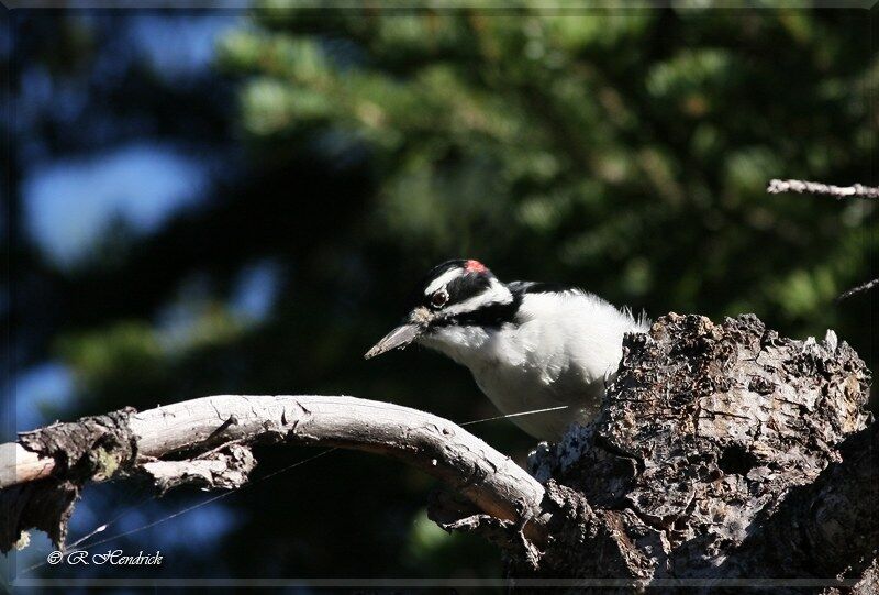 Hairy Woodpecker