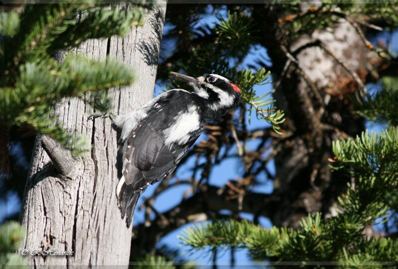 Hairy Woodpecker