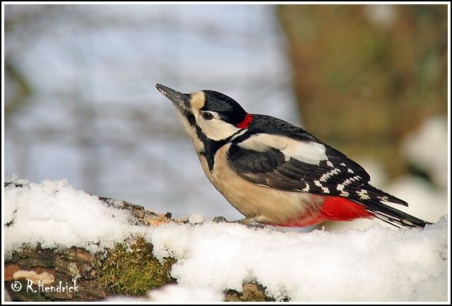 Great Spotted Woodpecker