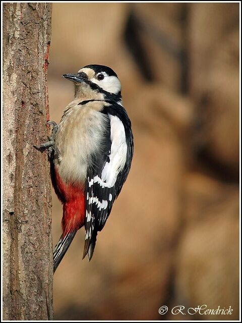 Great Spotted Woodpecker