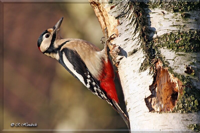 Great Spotted Woodpecker