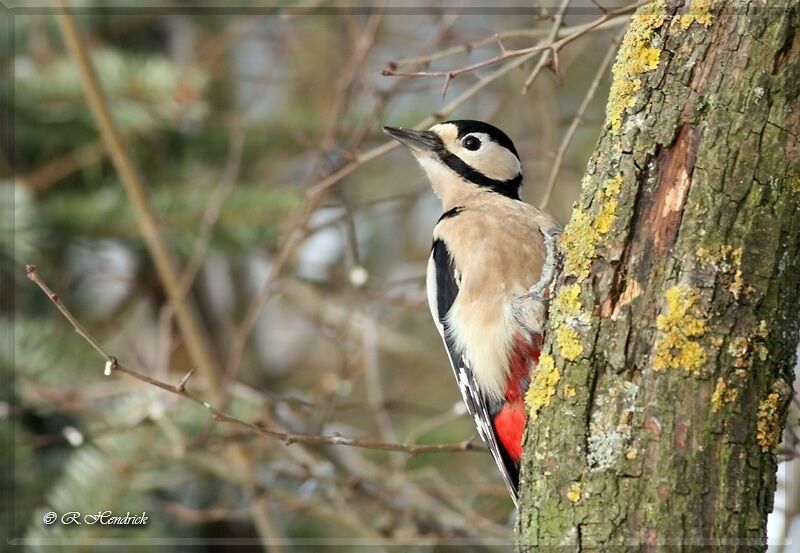 Great Spotted Woodpecker