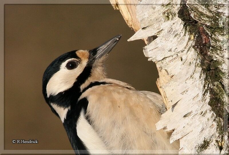 Great Spotted Woodpecker