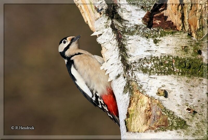 Great Spotted Woodpecker