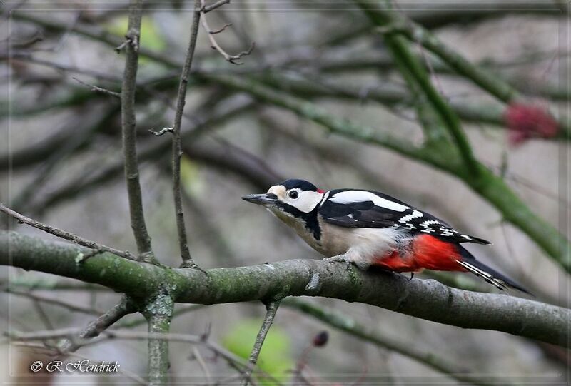 Great Spotted Woodpecker