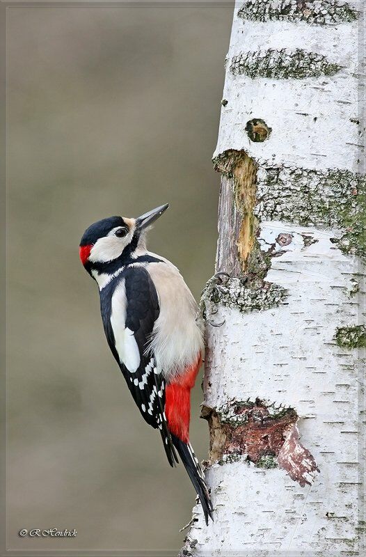 Great Spotted Woodpecker