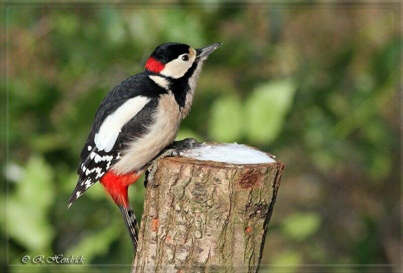 Great Spotted Woodpecker