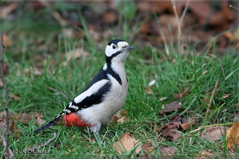 Great Spotted Woodpecker